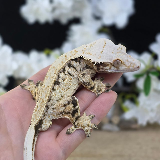 Normal Tri Pinstripe Drippy White Spot Quad