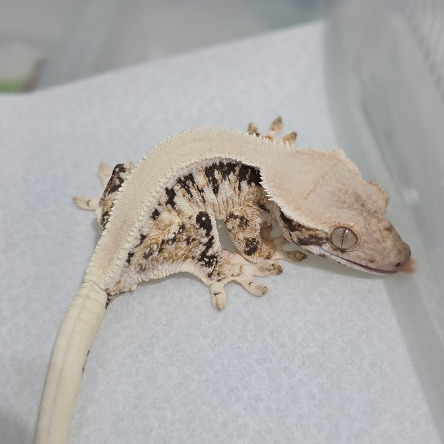 Lilly White Tri Solid Back