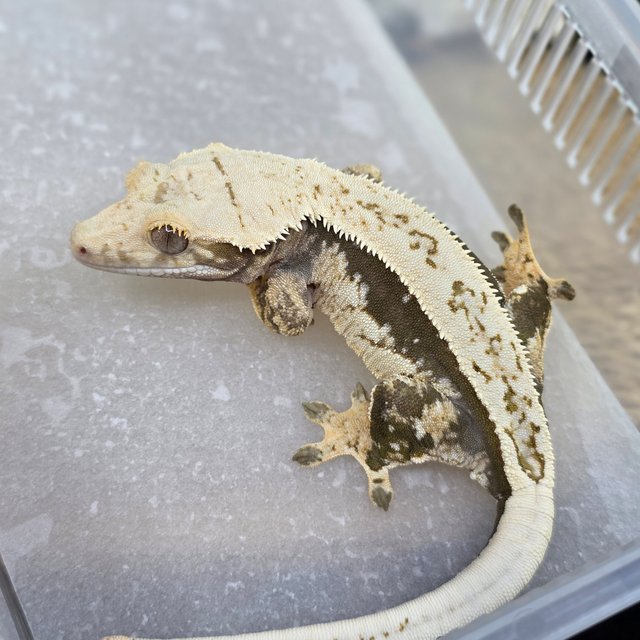 Normal Quad Full Pinstripe