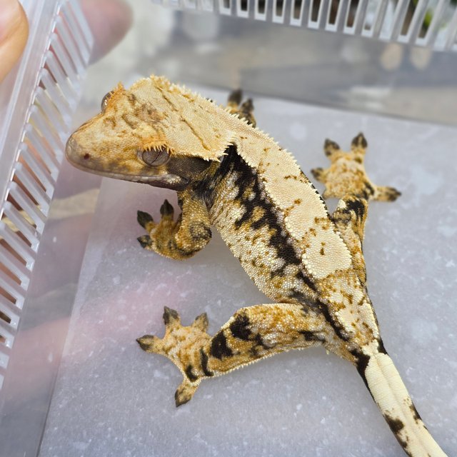 Normal Tri Extreme Harlequin Drippy White Spot