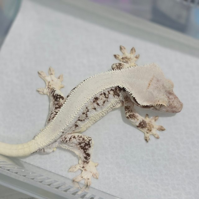 Lilly White Tri Solid Back