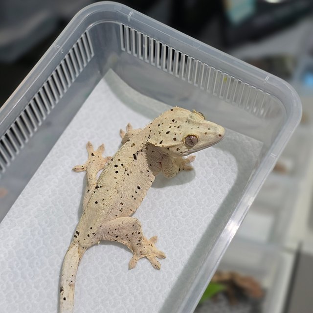 달마시안 슈퍼달마시안