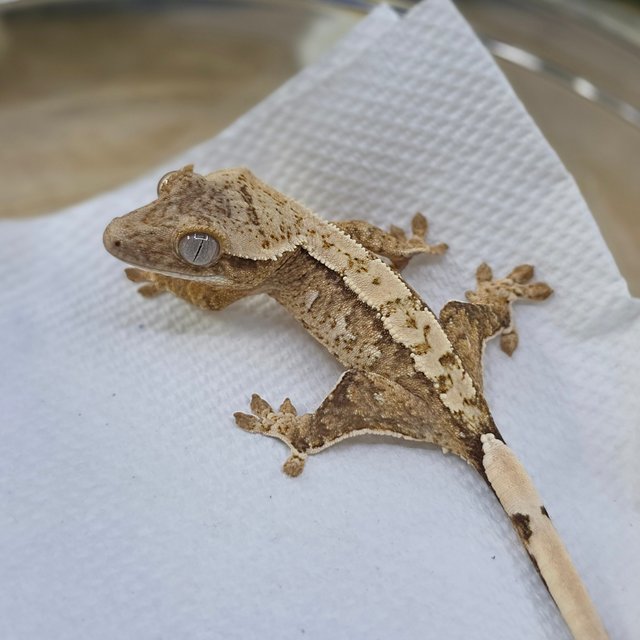 Cream Yellow White Spot