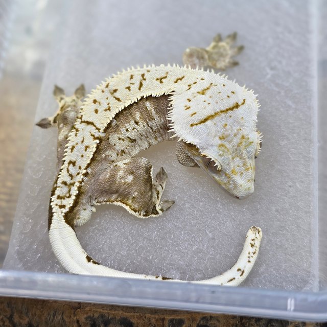 Normal Cream Creamsicle Yellow Pinstripe Extreme Harlequin