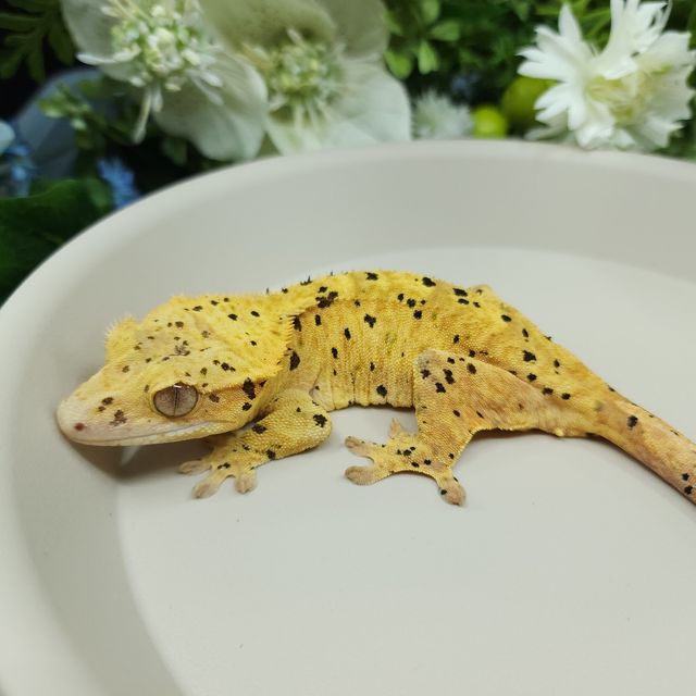 달마시안 슈퍼달마시안