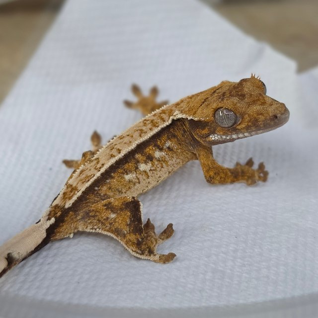 Quad Tri Drippy White Spot Normal