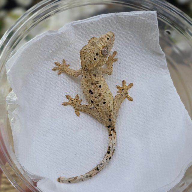 Dalmatian Super Dalmatian