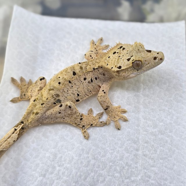 Dalmatian Super Dalmatian