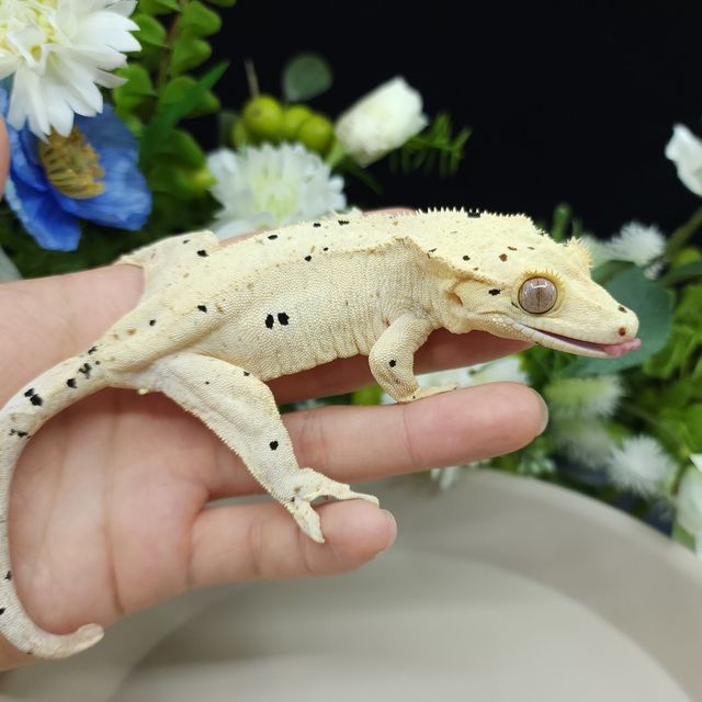 달마시안 슈퍼달마시안