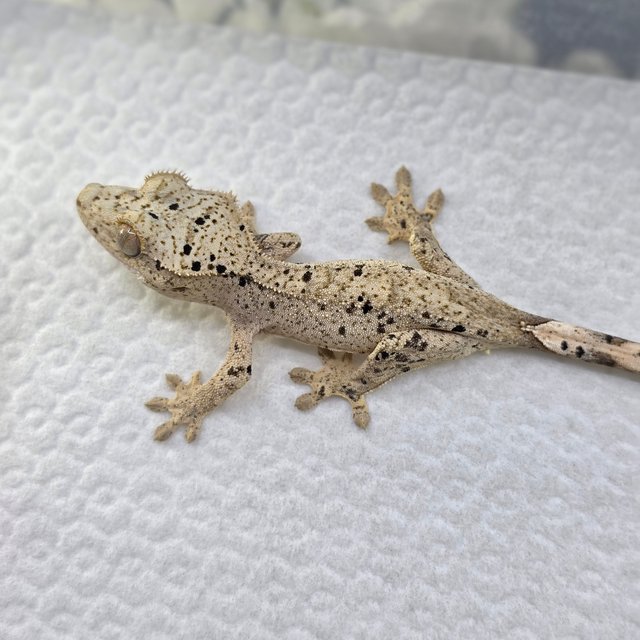 Super Dalmatian Dalmatian