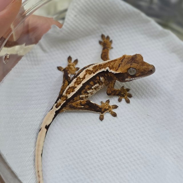 노멀 트라이 익스트림할리퀸 화이트스팟 화이트크라운 핀스트라이프