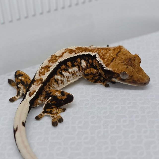 Tri Extreme Harlequin White Crown Tangerine