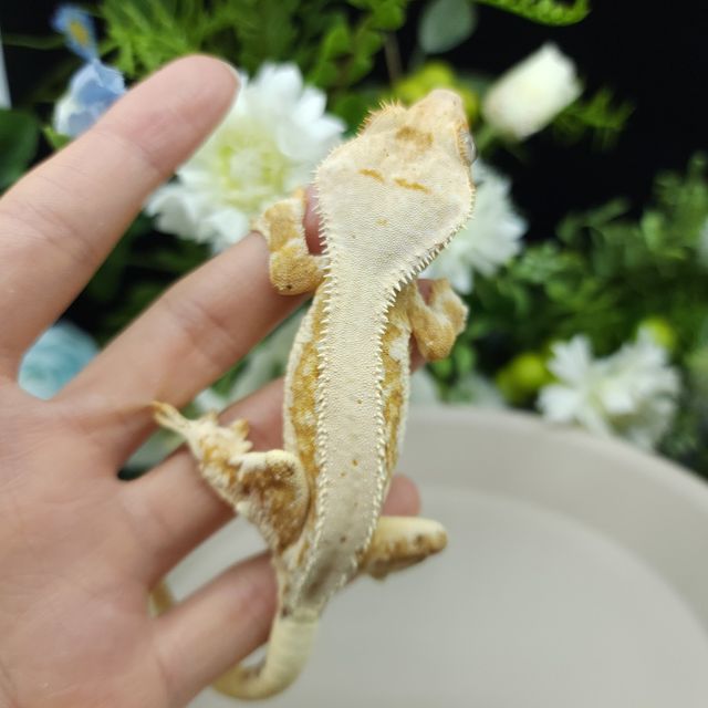 릴리화이트 크림 옐로우 크림시클
