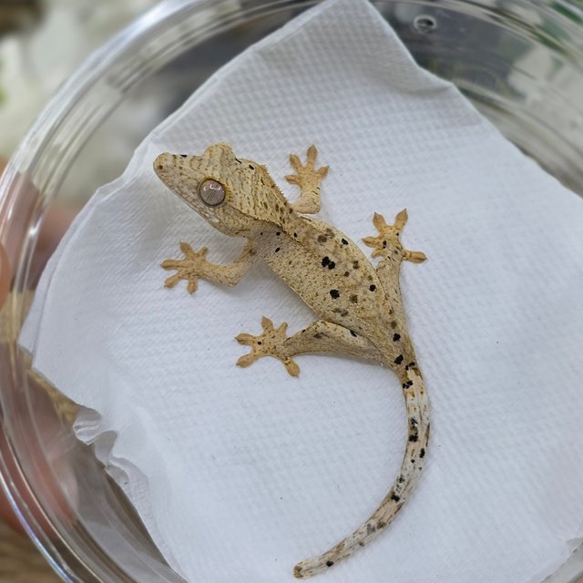 Dalmatian Super Dalmatian