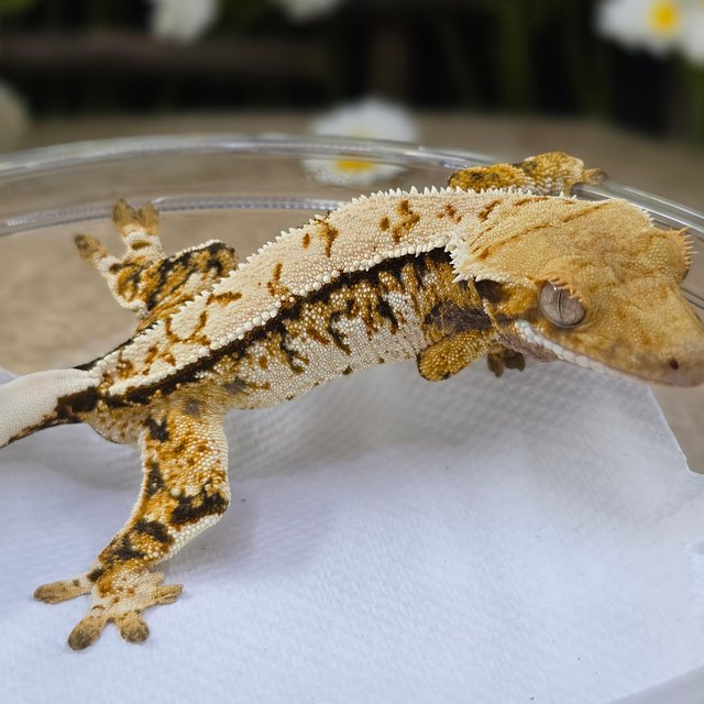 Tri Extreme Harlequin Pinstripe White Spot