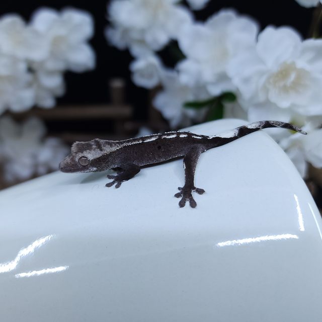 아잔틱