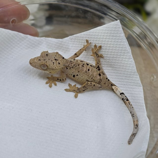 달마시안 슈퍼달마시안