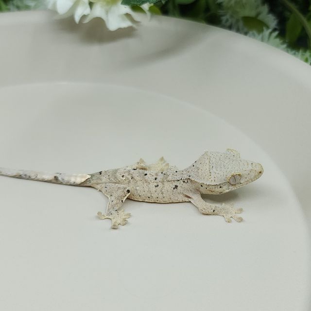 달마시안 슈퍼달마시안