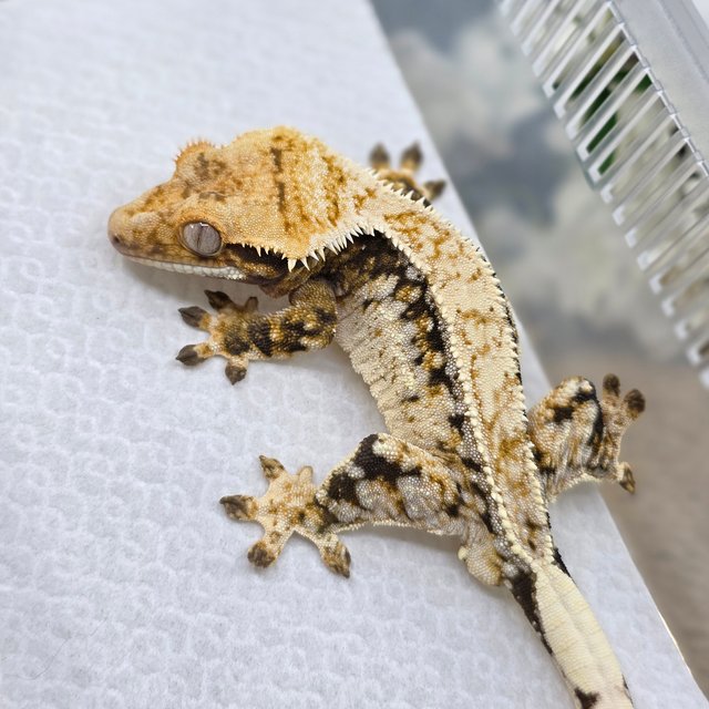 노멀 트라이 드리피 화이트스팟 쿼드 핀스트라이프