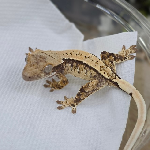 Normal Tri Drippy White Spot Pinstripe