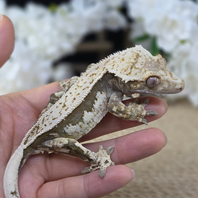 Normal Quad Full Pinstripe