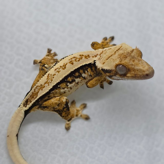 Tri Pinstripe Extreme Harlequin White Spot Quad
