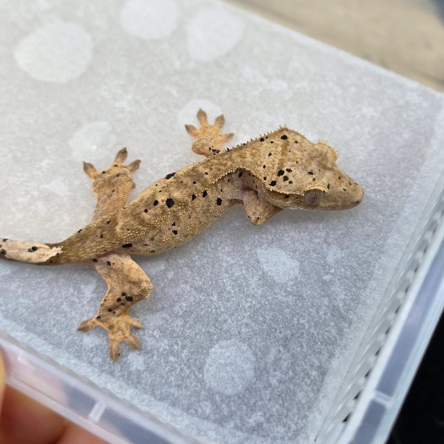 Dalmatian Super Dalmatian