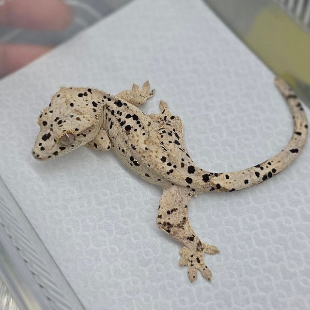 Dalmatian Super Dalmatian