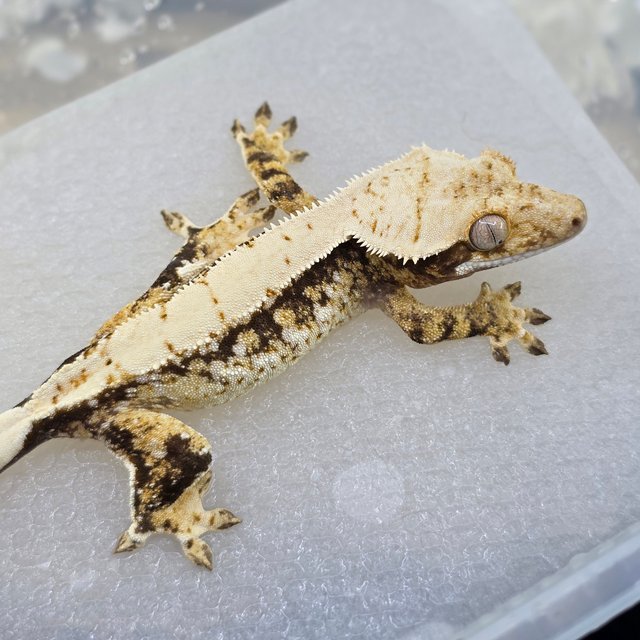 Normal Tri Extreme Harlequin Drippy White Spot