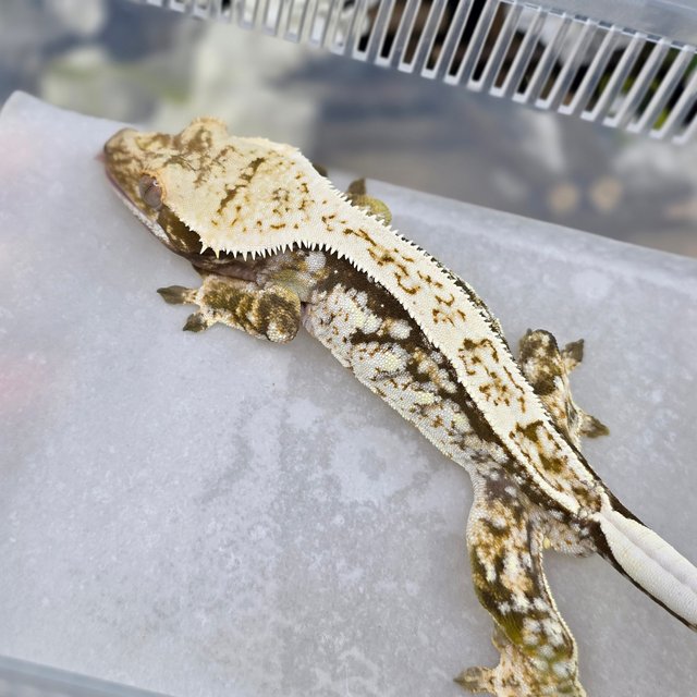 Normal Tri Pinstripe Drippy White Spot