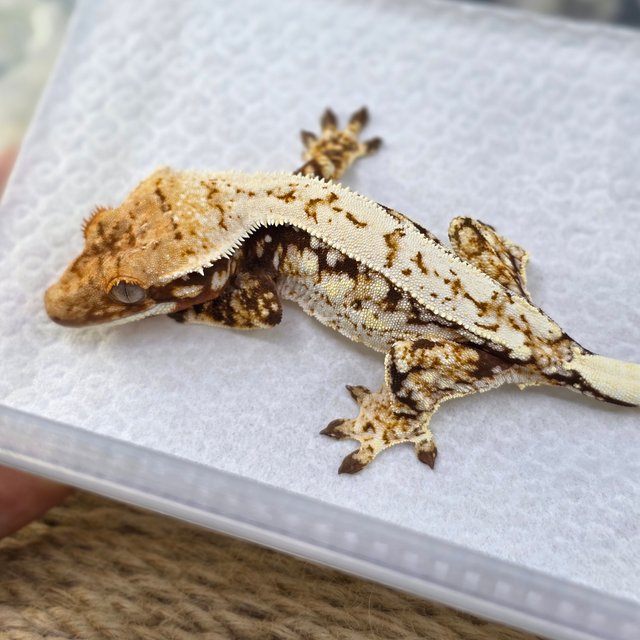 노멀 쿼드 드리피 화이트스팟 레드 핀스트라이프