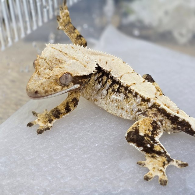 Normal Tri Extreme Harlequin Drippy White Spot