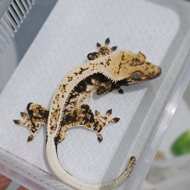 노멀 트라이 드리피 쿼드 풀핀 화이트스팟