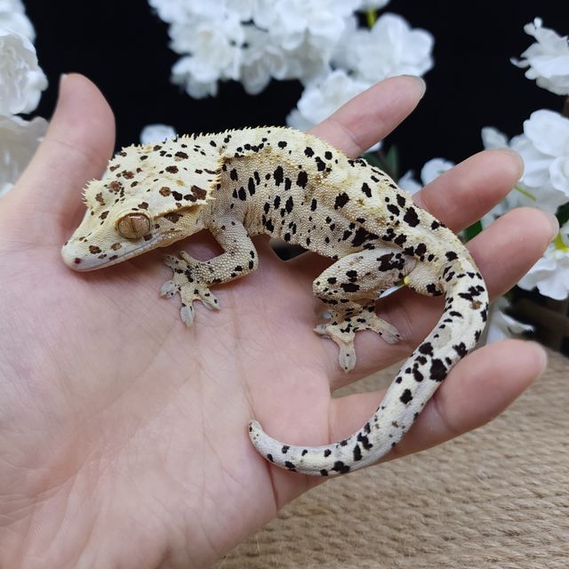 슈퍼달마시안 달마시안