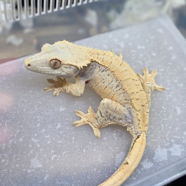 Normal Extreme Harlequin Drippy White Spot