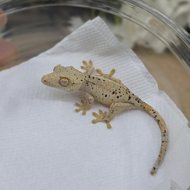 Dalmatian Super Dalmatian