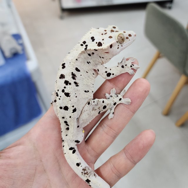 달마시안 슈퍼달마시안