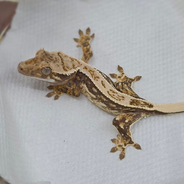 Normal Tri Quad Full Pinstripe Pinstripe