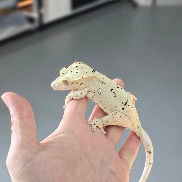 달마시안 슈퍼달마시안