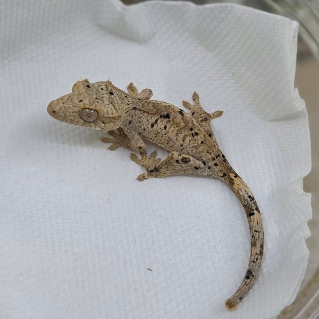 Dalmatian Super Dalmatian