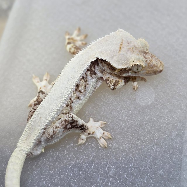 Lilly White Tri White