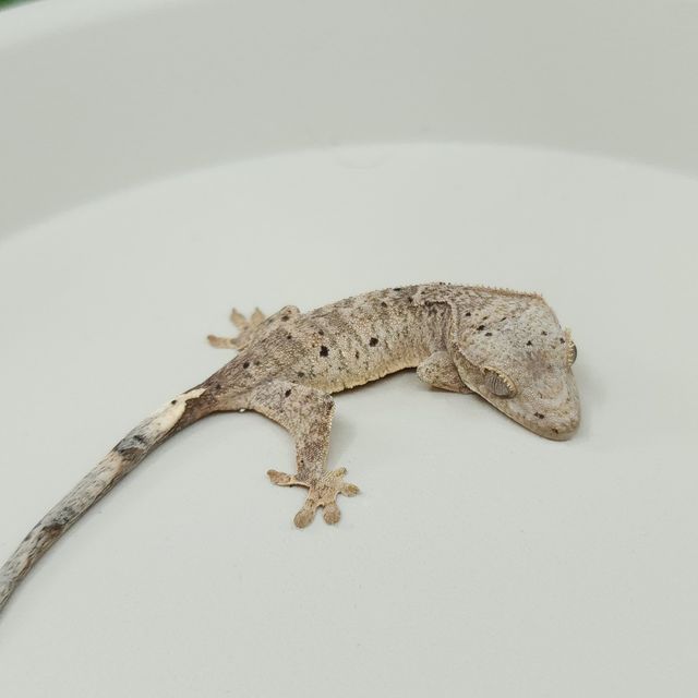 달마시안 슈퍼달마시안