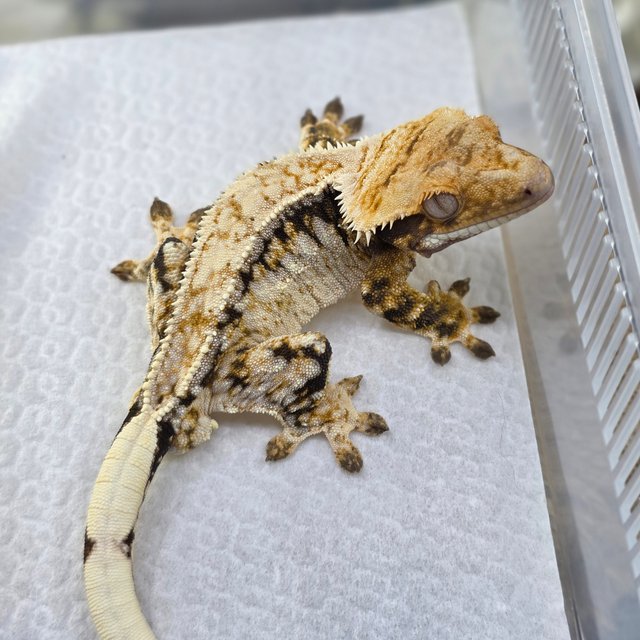 노멀 트라이 드리피 화이트스팟 쿼드 핀스트라이프