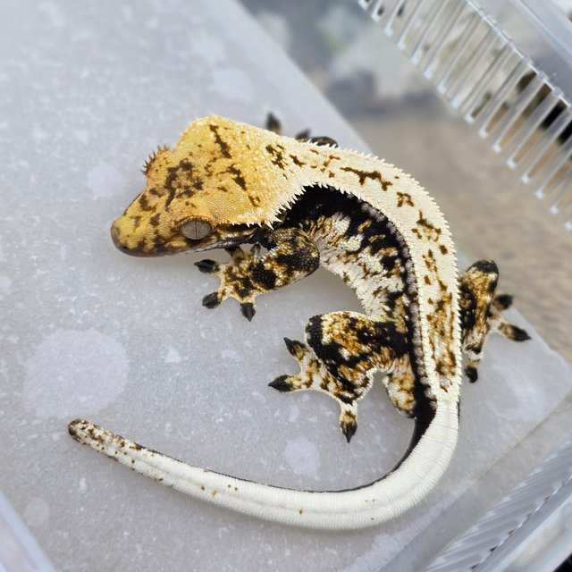 Normal Quad Tri Drippy White Spot Full Pinstripe