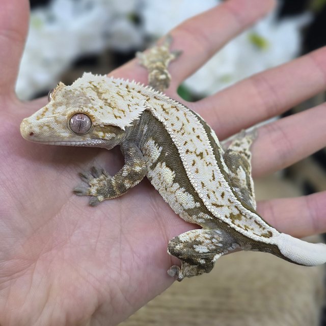 Normal Quad Full Pinstripe