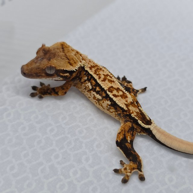 Tri Quad Pinstripe Tangerine