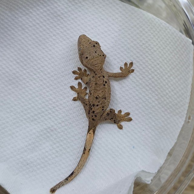 달마시안 슈퍼달마시안