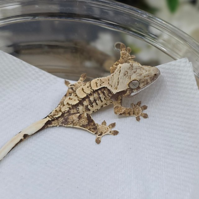 노멀 트라이 익스트림할리퀸 화이트스팟