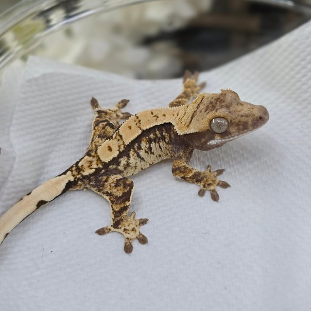 Normal Tri Extreme Harlequin White Spot