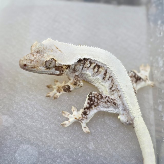 Lilly White Tri White